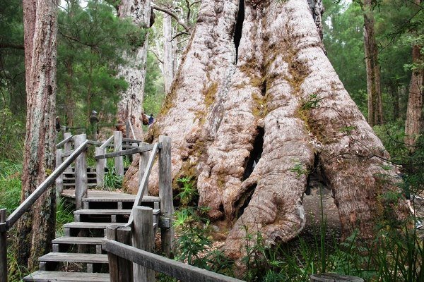 Riverside-Retreat-Walpole-Chalets-giant tingle tree